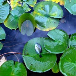 Resting Above the Depths