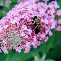 Bee Still on Butterfly Bush