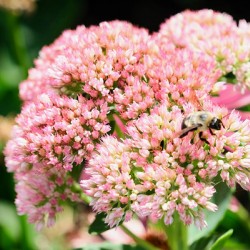  Sedum and the Messenger of Life