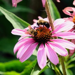Duo at Dawn: Bees on the Coneflower’s Crown