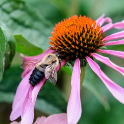 Stillness Amid the Spires of Echinacea