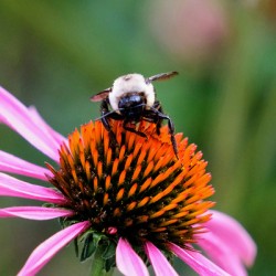 The Golden Heart of the Purple Coneflower