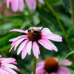 Wings of Purpose Petals of Peace: Coneflower Moment