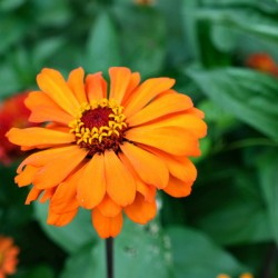 Orange You Royale King Zinnia