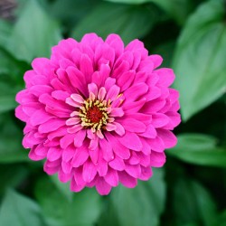 Common Zinnia with Uncommon Beauty