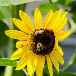 The Sunflower Keeps Time for Two