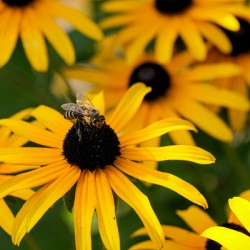 Bee A Black-Eyed Susan Secret Guest