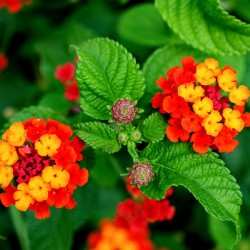 Color that Heals: The Medicinal Heart of Lantana Camara