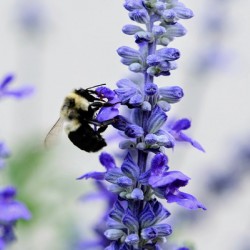 Bee Salivating the Blue Salvia