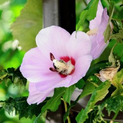 Bee Drowning in Pollen 