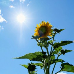 Solar Serenade: The Bloom That Reaches Back