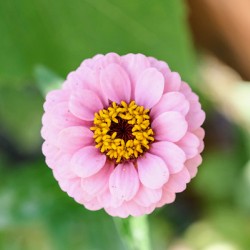 Pretty in Pink Zinnia:  Soft Celestial from Earth’s Garden
