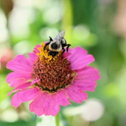 Tiny Architect of the Bloomworld