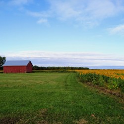 Raising Sunshine Sunflower Farm