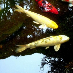 Some Very Coy Koi 2
