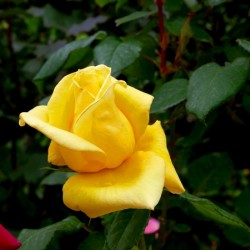 Yellow Rose