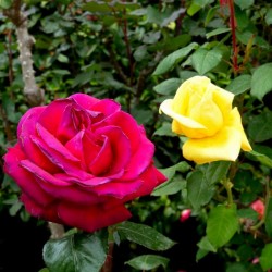 Two Roses
