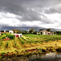 Vineyard in South Africa