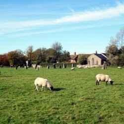 Grazing Fields of Avebury Henge and Stone Circles 