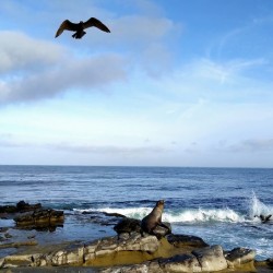 Seal Bird Watching 3