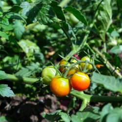 Scarred Cherry Tomato