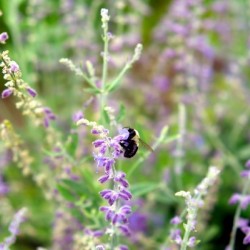 To Bee or Not to Bee -- Small Flower Big Flavor 