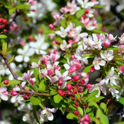 A Berry Cherry Blossom Day to You
