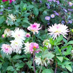 Pink and White Flowers 