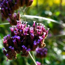 Cluster of Miniature Flowers
