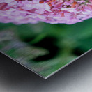 Bee Still on Butterfly Bush Metal print