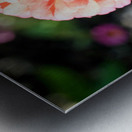 Sun Soaked Pink Zinnia Metal print