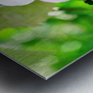 Bee Drowning in Pollen  Metal print