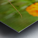 Buckeye Butterfly on Marigold: The Secret Life of Wings and Petals Metal print