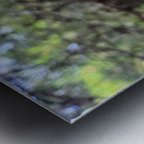 Nature’s Little Lanterns: A Hidden Symphony of Light and Green Metal print