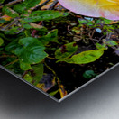 Yellow Rose: Velvet Helix Metal print