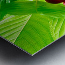 Jewels of the Canopy: The Hidden Orchard Crown Metal print