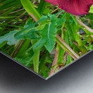 Crimson Flare Metal print