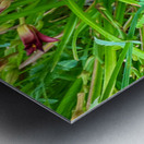 Fireheart Daylily Metal print