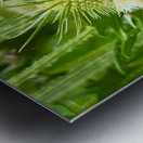 Teasel Crownwork Metal print