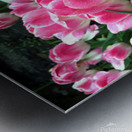 Tulips Are Better Than One B Metal print