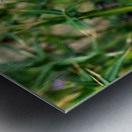 To Bee or Not to Bee   Metal print