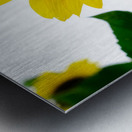 Blooms of Joy 3 Metal print