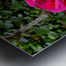 Two Roses Metal print