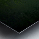 Playful Koi Metal print