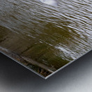 Pigeon Photobomb Metal print