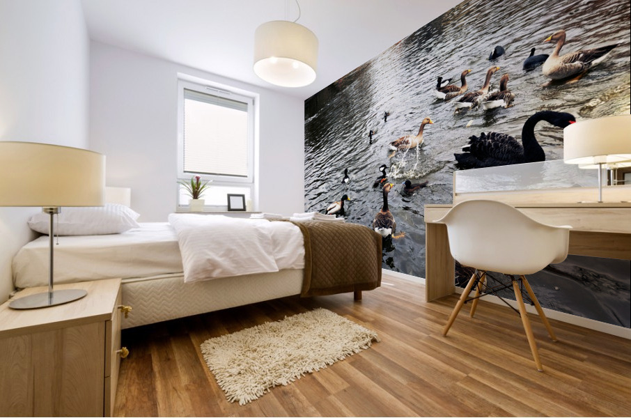 Ducking a Black Swan Moment Mural print