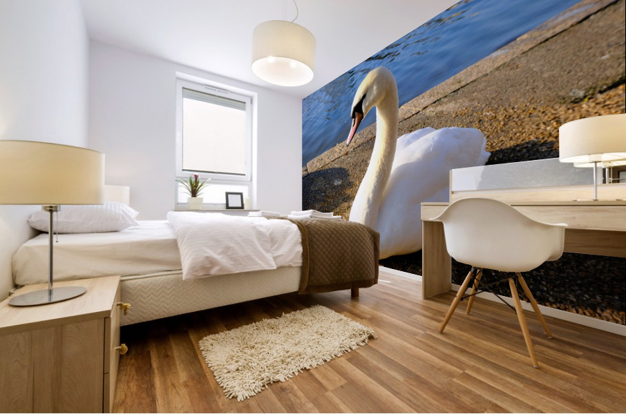 Swan Poses 1B Mural print