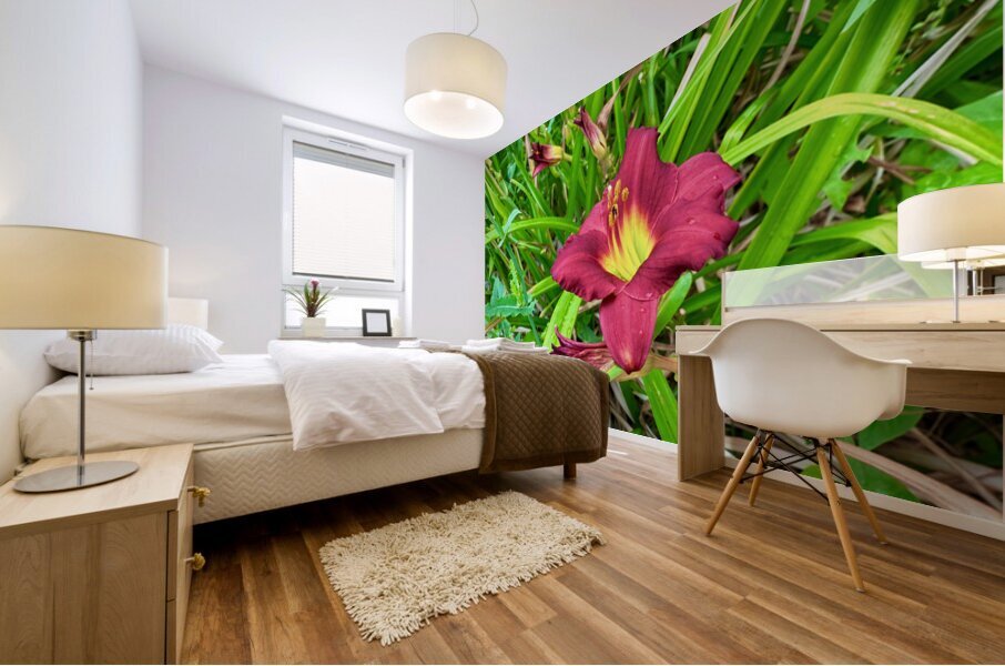 Fireheart Daylily Mural print