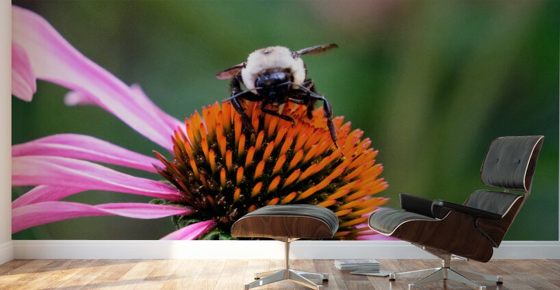The Golden Heart of the Purple Coneflower Wall Murals