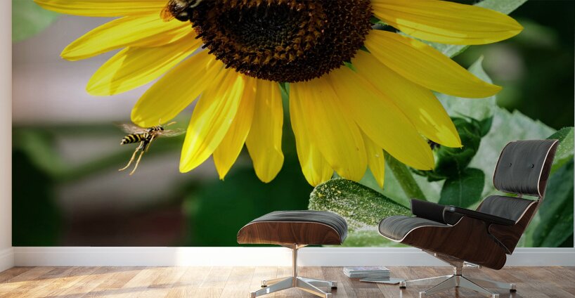 Dance of the Sunflower Spirits Wall Murals